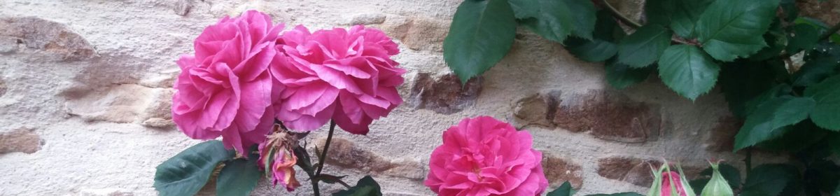 Michael Wells's Blog